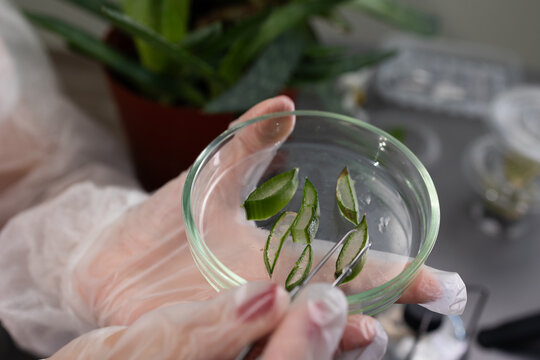 In a laboratory, a researcher holds a glass dish containing sliced aloe vera leaves. The scene reflects ongoing study into the health benefits and applications of this plant. - Powered by Adobe