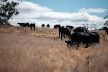 beautiful cattle in Australia  eating grass, grazing on pasture. Herd of cows free range beef being regenerative raised on an agricultural farm. Sustainable farming