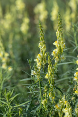 Yellow blossoms of the butter-and-eggs flower (Linaria vulgaris) in a meadow.