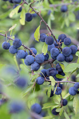 Blue sloe berries (Prunus spinosa).