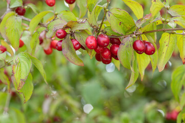 Red fruits of the Cornelian cerry (Cornus mas).