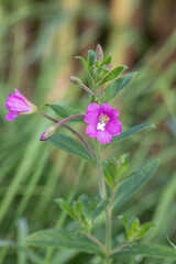Pink blossom of great willowherb (Epilobium hirsutum).