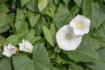 White bindweed blossom (Calystegia sepium).