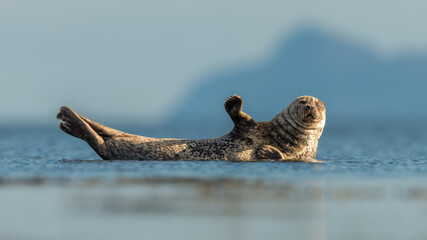 Common seal or harbour seal (Phoca vitulina) resting, Isle of Bute, Scotland