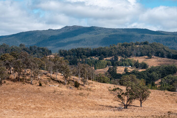 Farming landscape of stud angus and wagyu bulls grazing, with beautiful cows and cattle grazing on pasture in spring on a farm, with a crop growing food behind with hills and trees in nature