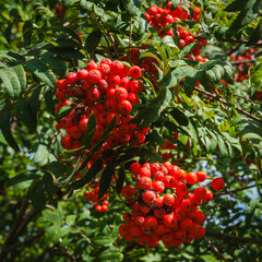 red berries on a bush
