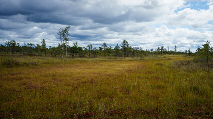 Swampy forest edge with clouds