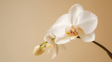 Fototapeta premium Elegant White Orchid Bloom: A Study in Serenity