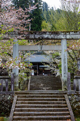 Fototapeta premium Japanese temple with cherry blossom and stairs leading to the building