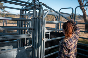 female farmer on a farm. women in agriculture working hard in stock yards herding cattle to weigh cows. organic and free range livestock sustainable ranch, grown on a farm in tasmania Australia.