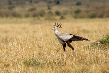 Secretary bird in the savannah of Africa looking for snakes