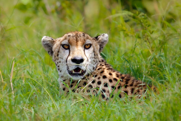 cheetah resting in the grass