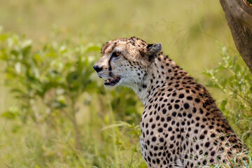 cheetah in the masai mara in Kenya