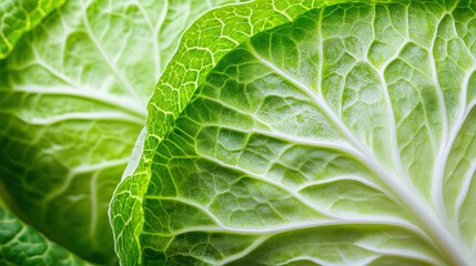 Obraz premium Close - up of green leaf vein texture, natural ecology plant detail scene