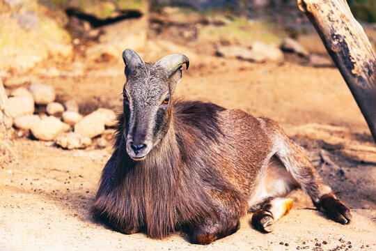 Himalayan tahr rests on the sandy ground, thick brown coat and curved horns blending into the rugged terrain, scene evokes its native mountain habitat - Powered by Adobe