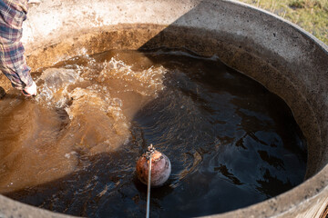 female farmer on a farm. women in agriculture working hard in stock yards herding cattle to weigh cows. organic and free range livestock sustainable ranch, grown on a farm in tasmania Australia.