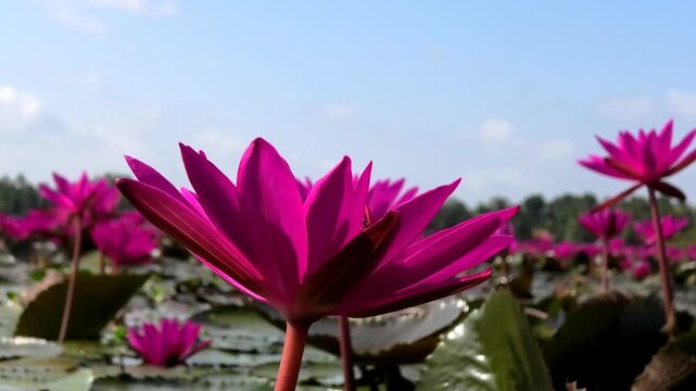 Beautiful pink water lily bloom at Malarikkal, Kottayam, Kerala, India | Malarikkal Water Lily Festival
