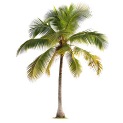 Obraz premium Vibrant palm tree against black