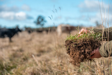 Fototapeta premium female farmer on a farm. women in agriculture working hard in stock yards herding cattle to weigh cows. organic and free range livestock sustainable ranch, grown on a farm in tasmania Australia.