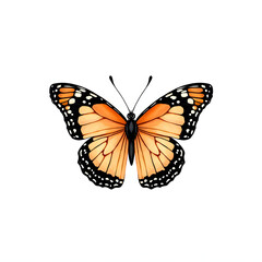 Obraz premium A stunning monarch butterfly showcases its vibrant orange and black wings.