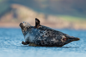 Grey seal (Halichoerus grypus) at low tide, Isle of Bute, Scotland