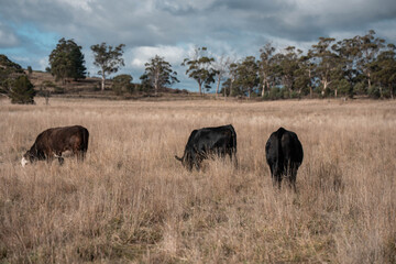 Fototapeta premium female farmer on a farm. women in agriculture working hard in stock yards herding cattle to weigh cows. organic and free range livestock sustainable ranch, grown on a farm in tasmania Australia.