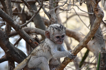 Cría de mono vervet
