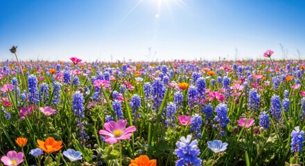 Vibrant Wildflower Meadow in Sunlight: A Tapestry of Spring Blooms