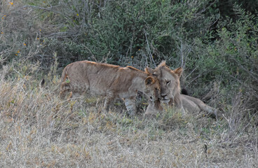 Leones