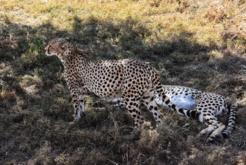 Cheeta