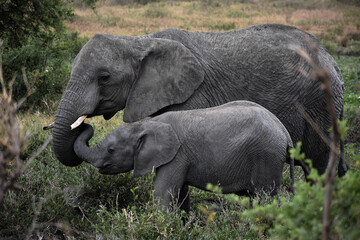 Elefante con su cria