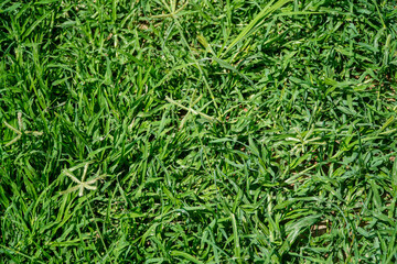 Lush green grass background offers a natural and refreshing visual. The vibrant, verdant blades create a serene atmosphere, perfect for conveying themes of growth and nature's beauty.