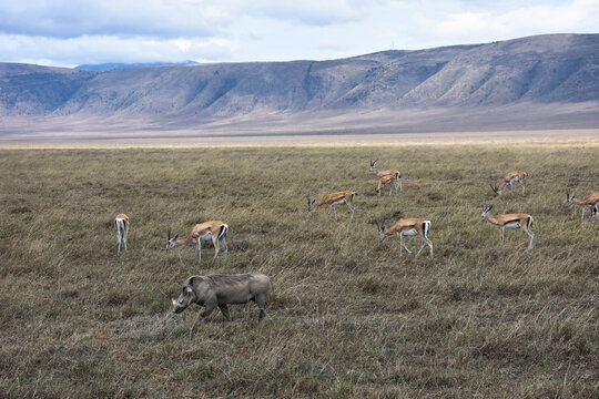 Gacela y facocero en la sabana 