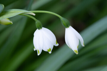Obraz premium snowdrop flower closeup