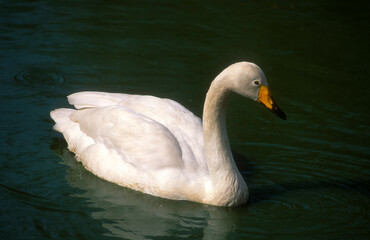 Cygne chanteur,Cygnus cygnus, Whooper Swan