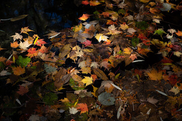 autumn leaves on the pond