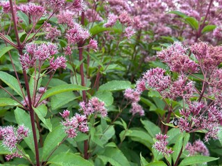 Pink or purple flowers of Eupatorium cannabinum. Eutrochium maculatum