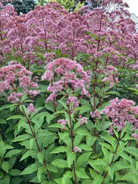 Pink or purple flowers of Eupatorium cannabinum. Eutrochium maculatum. Tall plants. Vertical