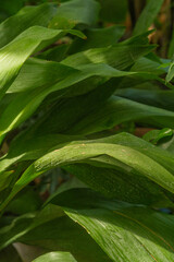 Obraz premium Aspidistra elatior foliage close-up in greenhouse
