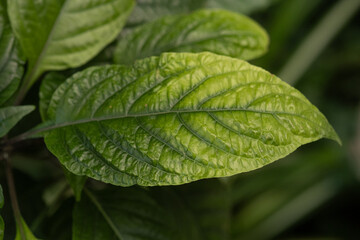Leaf of hibiscus plant in sunlight – concept: garden growth and foliage detail