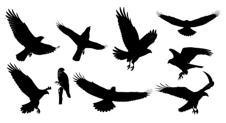 Obraz premium Dramatic eagle silhouette collection showcasing powerful flight and sharp talons