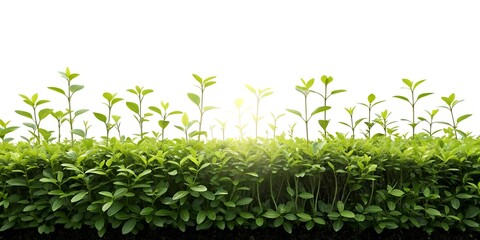 Dense Green Ground Cover Plant on a White Background