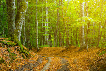 ground road through the autumn forest