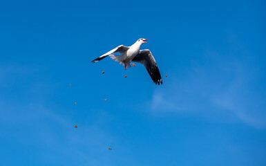Seagulls flying on the beautiful blue sky, some chasing after food to eat at Bangpu, Samutprakarn in Thailand.