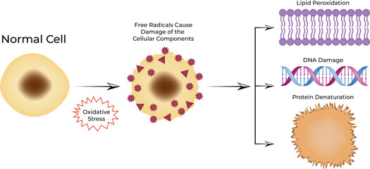 Oxidative Stress and Cellular Damage Design Vector Illustration
