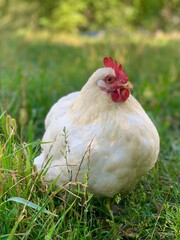 White chicken on the faymyard. Rural countryside scene with domestic poultry outdoors on green grass.