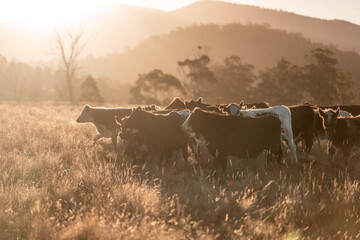 Beef Angus and Wagyu cows grazing in a field in a dry summer. Cow Herd on a farm practicing regenerative agriculture on a farming landscape. Fat Cattle at dusk
