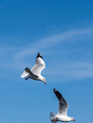 Seagulls flying on the beautiful blue sky, some chasing after food to eat at Bangpu, Samutprakarn in Thailand.
