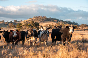 Beef Angus and Wagyu cows grazing in a field in a dry summer. Cow Herd on a farm practicing regenerative agriculture on a farming landscape. Fat Cattle at dusk