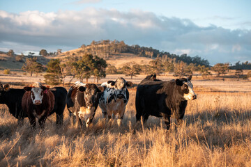 Beef Angus and Wagyu cows grazing in a field in a dry summer. Cow Herd on a farm practicing regenerative agriculture on a farming landscape. Fat Cattle at dusk